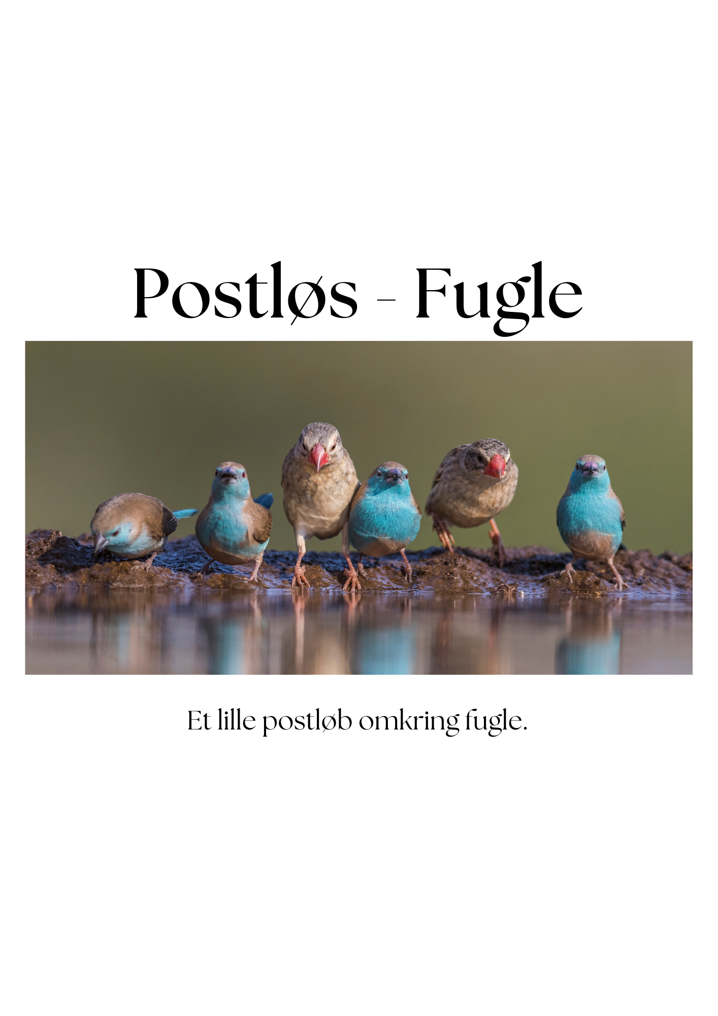 Postløb - fugle
